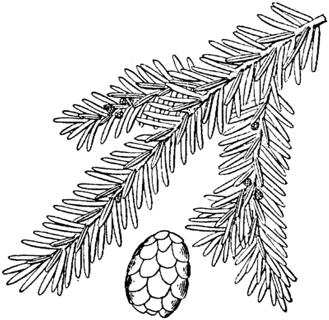 Eastern Hemlock Or Canadian Hemlock Coloring Page